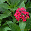 ペンタス　Pentas