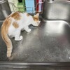 先住猫と新入り子猫との関係がきずける日は来るのか？⑥