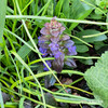 セイヨウジュウニヒトエ Ajuga reptans