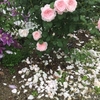 雨でバラの花びらが