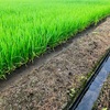 今日の田んぼ（久しぶり）やっぱり運動は大事だ