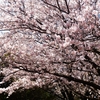 道の駅ゆうひパーク浜田とゆうひ公園に咲いていた桜です ③  ‥