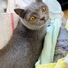 社長、島コテツ84(コテツ　猫　1歳)