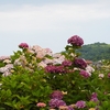 紫陽花