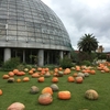 子連れディズニーリゾート帰りに最適？「夢の島熱帯植物館」のハロウィンイベントのレポします