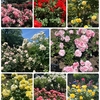 金沢南総合運動公園 バラ園／約145品種 約1,800本のバラ