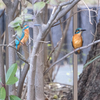 親水公園でカワセミの雄が仲良く並んでいました