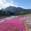 【埼玉県　その②】秩父　羊山公園の芝桜