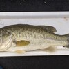 琵琶湖 南湖 2022/ 7/ 4 釣果4本 38cm〜Max47cm サウザー101回出船、リチウム充電131回目