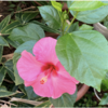 ハイビスカス　かろうじて越冬し　ついに花咲く