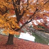 京都の紅葉