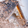 美しい四季桜：黒部・西徳寺