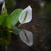 鳥海山麓の水芭蕉