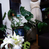 【ヒーリング】いつも助けてくれる植物達にヒーリング