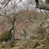 梅観てきた