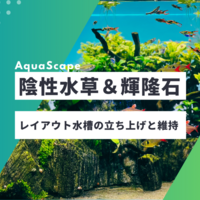 陰性水草中心輝隆石レイアウト45cm水槽の立ち上げと維持 - 素人水景