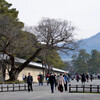 京都御所の梅林その２