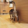 呼ばれればゆく猫。