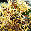 ニオイサンタンカ（匂山丹花）Ixora odorata