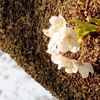 卒業の季節の桜、2015年