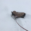 雪の中で犬も大変です