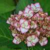 6月、紫陽花の季節ですね