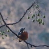 元旦のカワセミ