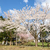 山形県新庄市：最上公園　桜
