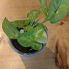 中々のネーミングセンスだ！少し笑えた。理由もあるけどよくわからなかった。