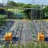 僅かな期待を託してトマトを植えます🎵