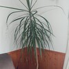 観葉植物が新芽ラッシュ！ビカクシダのその後もご報告