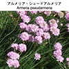 アルメリア（イソマツ科の植物３）　地中海，イギリスの沿岸に生育し，和名は，ハマカンザシ（浜簪）．  細長い葉がこんもりと密に茂り，丸いボール状に花が細長い茎の先端に咲きます．花言葉はadmiration, loyalty, and enduring love.（賞賛、忠誠、不朽の愛）．園芸品種も沢山育成されていて，飽きさせません．中でも，アルメリア・ジュニペリフォリアの「ベレリーナ」シリーズは，多彩な花姿を見せてくれています．