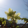 早春の植え替えの報告＜その1＞