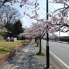 城山の桜