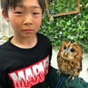 ゴールデンウィーク最終日！！ふくろうカフェで癒しの時間〜🦉