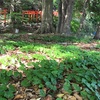 世界遺産上賀茂神社の森4月25日