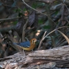 オレンジツグミ Orange-headed Thrush