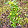 花花３月だより。