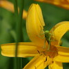 続白山高山植物園「バッタ」