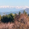 ５月５日（日）大型連休も終盤、昨日朝一に桜峠に行く