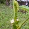 雨間の庭で