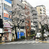 2026年の桜も間も無く満開になりそうです