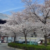 路地裏桜2018～「二条駅」