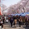 東京は早くも桜が満開⁉東京都のお花見スポット「はむら桜まつり」に行ってきた。