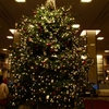 帝国ホテルのクリスマスツリー。