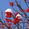 ナナカマドに雪