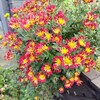 菊の花