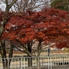 12月16日（水）　植物園とカーブスと断捨離