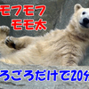 白いモフモフ」　モモ太　ゴロゴロだけの20分間