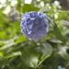 夏の暑さと鎌倉散策記